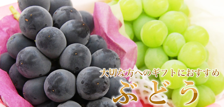 budo-top-sld.jpg
