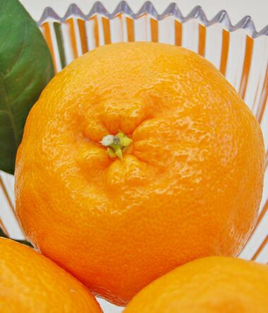 静岡県清水産 はるみ 最高等級【赤秀品】Mサイズ 2キロ / 5キロ 柑橘