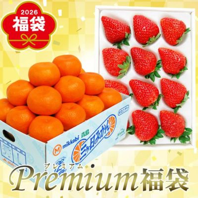 糖度12度 三ヶ日 青島みかん 【 秀品 】Lサイズ 3キロ 4キロ 8キロ 40